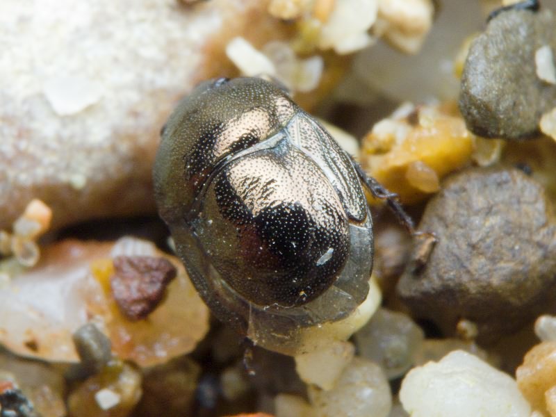 Thyreocoris scarabaeoides (Linnaeus, 1758)
